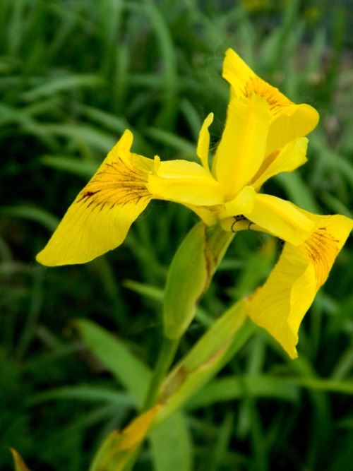 ID - Iris pseudacorus